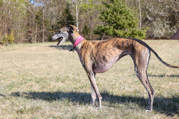 istock adorable female greyhound standing in a field 1407493242