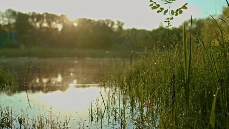 beautiful lake in countryside in early summer morning, sun is reflecting in pond, 4K, Prores