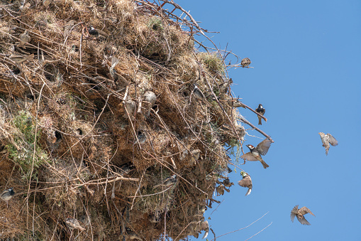 A large bird's nest standing on dried and withered tree branches with a blue sky background.