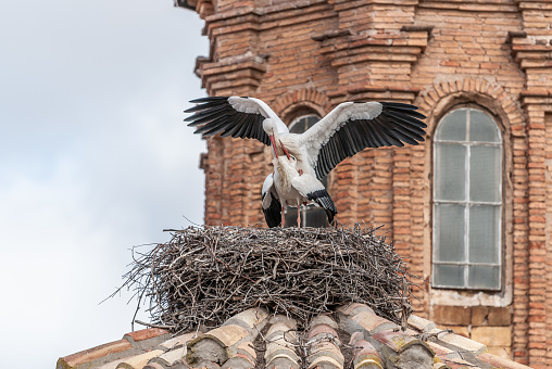Pair of storks mating on top of a church roof on top of a nest.