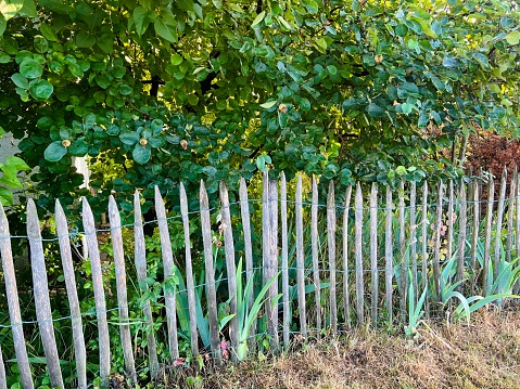 Wooden simple fence