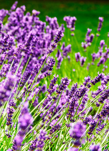 Lavender field stock photo