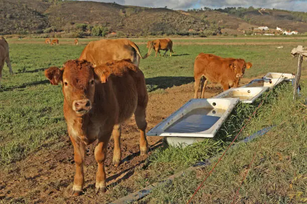 Brown cows herd very robust grazing the grass and enjoying the land next water in tub