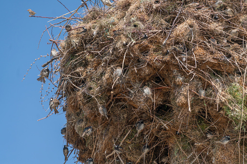 A large bird's nest standing on dried and withered tree branches with a blue sky background.