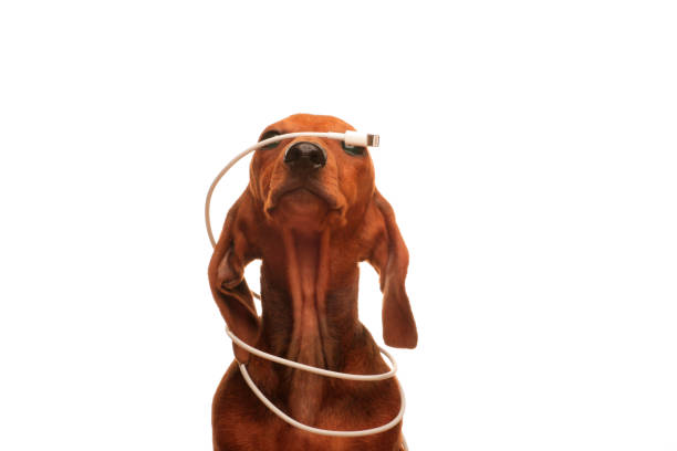istock image of dog white background 1407494411