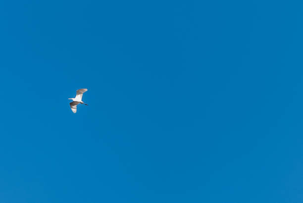 White cormorant flying through the blue sky. Ecology concept