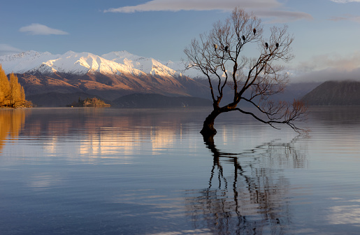 Dawn approaches the most famous tree in the world, on the shores of Lake Wanaka, New Zealand.