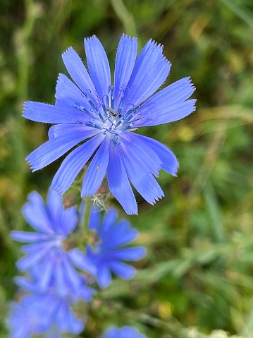Macro capture of a blooming blue wildflowers in the field in the spring.