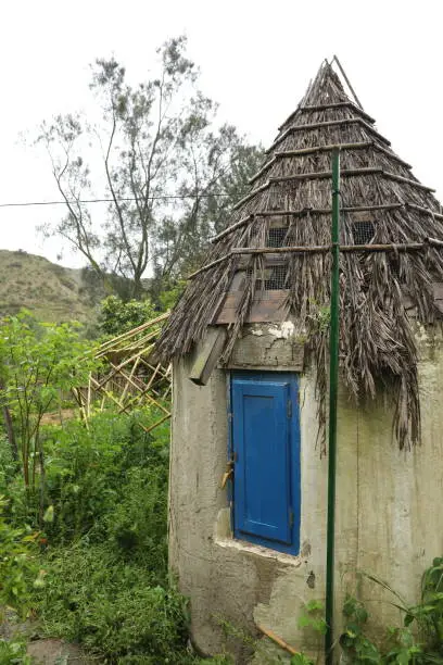 Garden hut with hay roof, blue door and vegetation growing on the wall