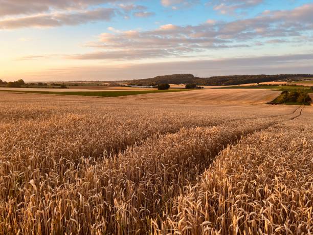 istock Wheat field in summer 1407497508