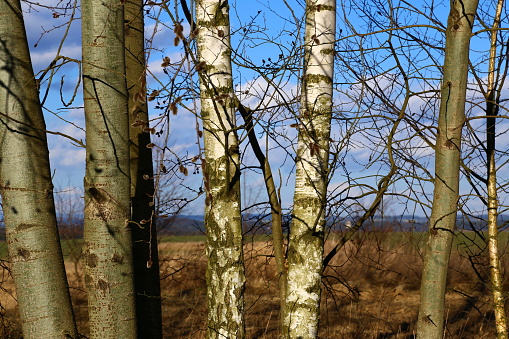 Views from the hill above town Vysoke Myto.