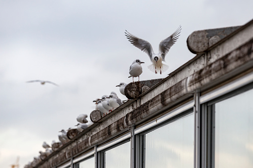 Seagull standing on the edge of the roof over Kadikoy district, Istanbul.