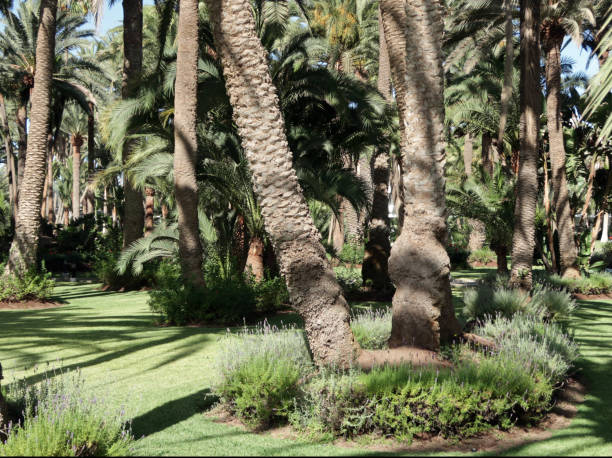 istock Sub tropical garden with palm trees, Maspalomas, Grand Canary 1407498991
