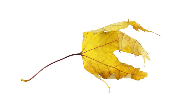 istock Autumn yellow maple dry leaf isolated 1407500189