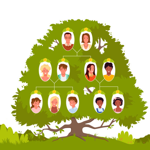 Family tree with portraits of grandfather and grandmother, mothers, fathers and siblings Family tree template with portraits on branches vector illustration. Cartoon generations from grandfather and grandmother, mothers, fathers and siblings isolated on white. Genealogy service concept family tree chart stock illustrations