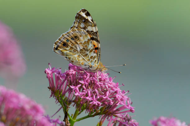 istock Painted Lady butterfly on a pink blossom 1407500419