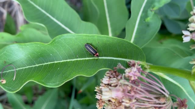 Firefly on Milkweed Leaf