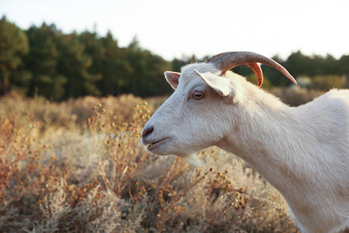 Farm animal. White goat grazing on pasture in countryside, space for text