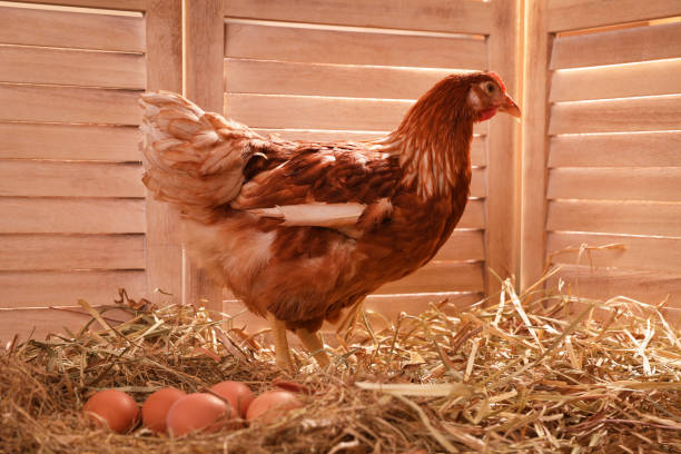 istock Beautiful chicken with eggs on hay in henhouse 1407501316