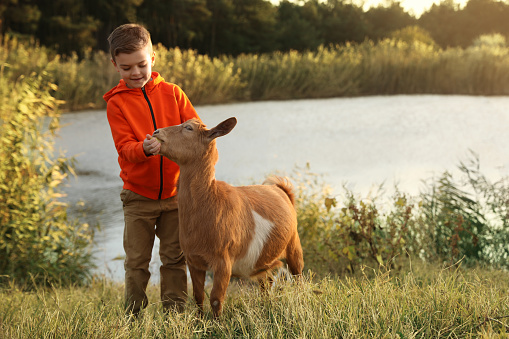 Farm animal. Cute little boy feeding goat on pasture near pond, space for text