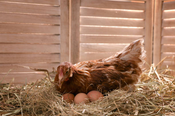 istock Beautiful chicken with eggs on hay in henhouse 1407502912
