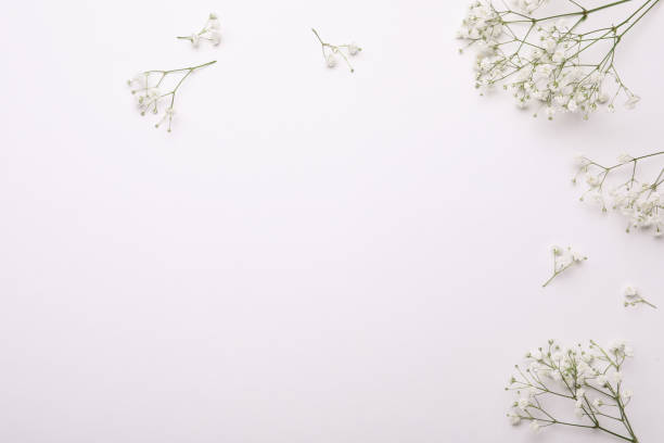 istock Beautiful gypsophila flowers on white background, flat lay. Space for text 1407503931