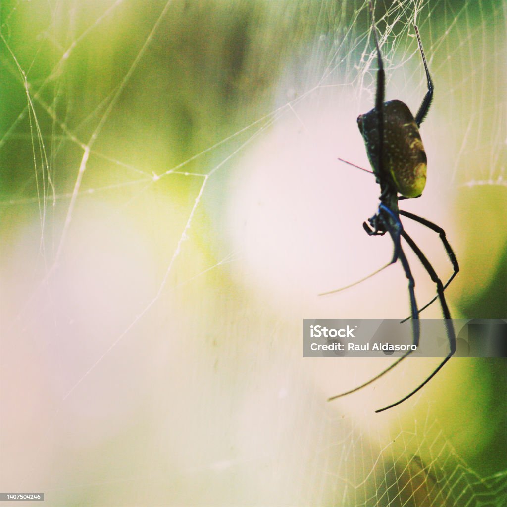 Araña esperando Spider waiting in its web Animal Stock Photo