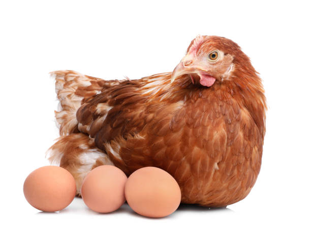 huhn mit eiern auf weißem hintergrund. haustier - livestock isolated young animal chicken stock-fotos und bilder