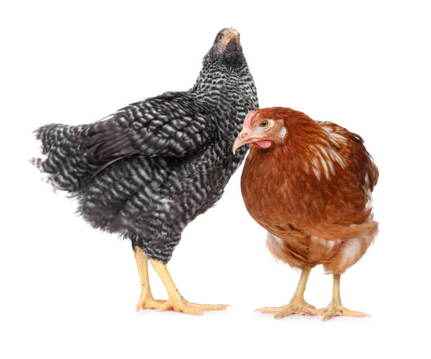 istock Two different beautiful chickens on white background. Domestic animals 1407504529