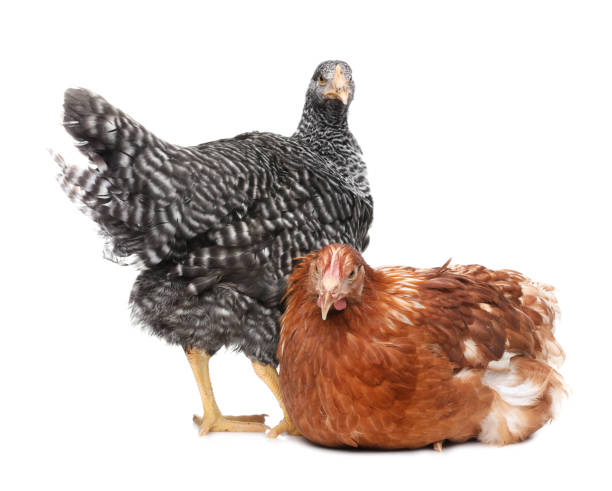 istock Two different beautiful chickens on white background. Domestic animals 1407504537