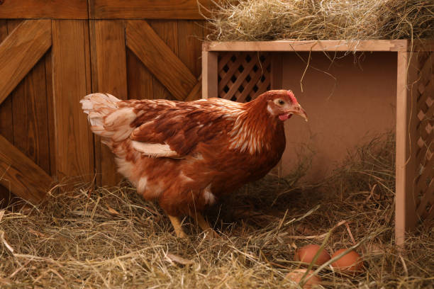 istock Beautiful chicken near nesting box with eggs in henhouse 1407504560