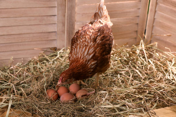 istock Beautiful chicken with eggs on hay in henhouse 1407504584