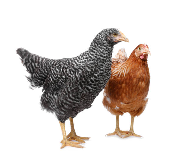 istock Two different beautiful chickens on white background. Domestic animals 1407504604