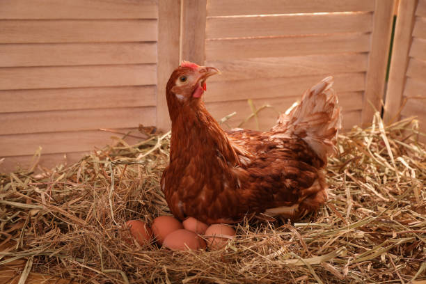 bella gallina con uova sul fieno nel pollaio - gallina foto e immagini stock