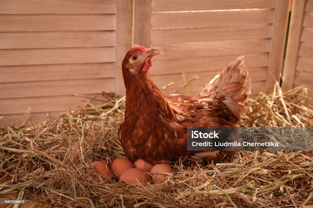 Beautiful chicken with eggs on hay in henhouse Animal Egg Stock Photo