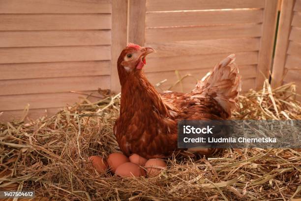 Beautiful Chicken With Eggs On Hay In Henhouse Stock Photo - Download Image Now - Animal Egg, Chicken - Bird, Hen