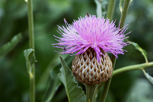 A perennial field thistle considered to be invasive