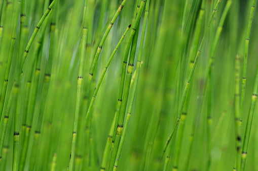 Nature background. Green reeds close-up. Tropical grass grows in the swamp. Flowering reeds.
