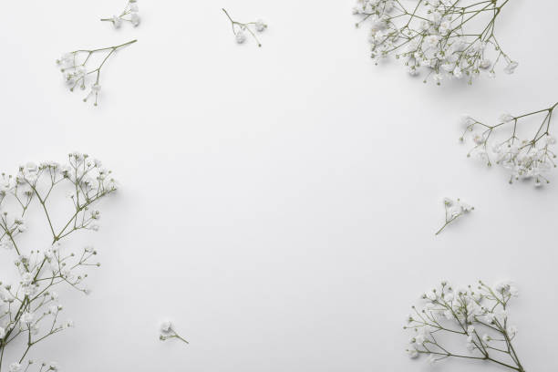 istock Beautiful gypsophila flowers on white background, flat lay. Space for text 1407504923