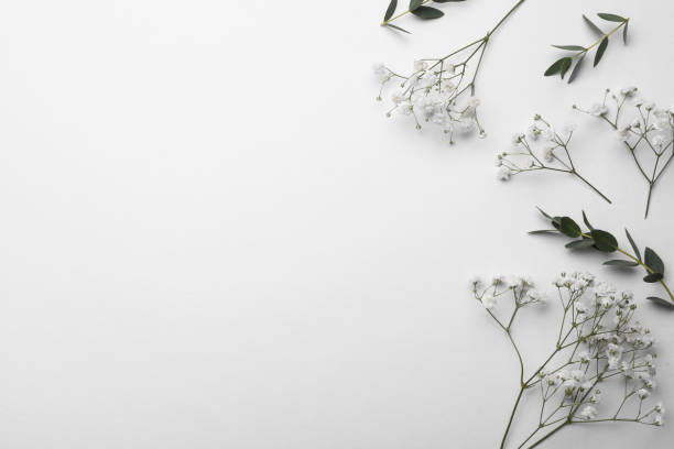 istock Beautiful gypsophila and eucalyptus on white background, flat lay. Space for text 1407505498