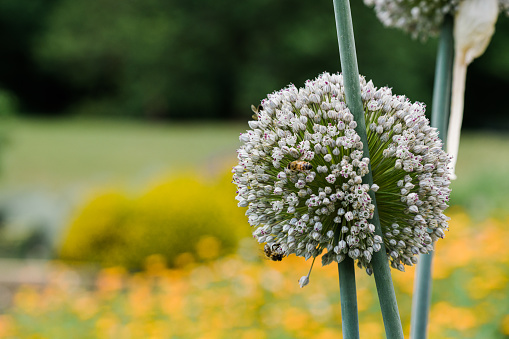 Macro of blooming onion flower head  in the garden. Agricultural background. Green onions. Spring onions or Sibies. Summertime rural scene. White flowers . Allium. Horizontal photo. Copy space