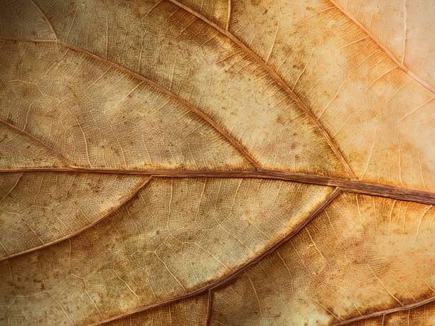 Photograph of a dry leaf, showing the details of it.