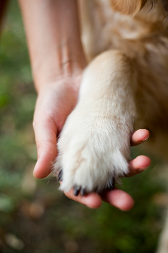 close-up of female hand holding dog paws
