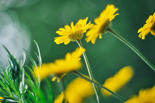 Close-up of a yellow bloomin dandelion on a meadow with bokeh