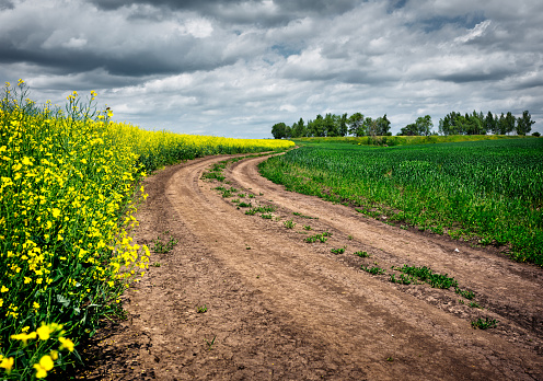 Canola field and road under cloudy sky