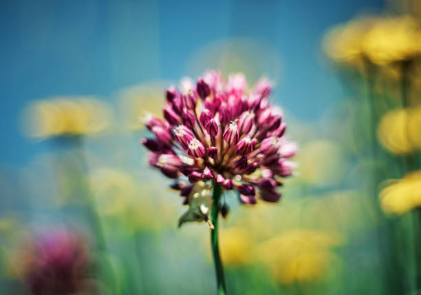 Allium saxatile. Beautiful plant (onion flower) against a blurred background with daisies. SOFT OPTICAL EFFECT (lens)