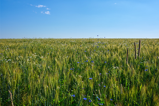 Field with wheat and flowers under blue sky