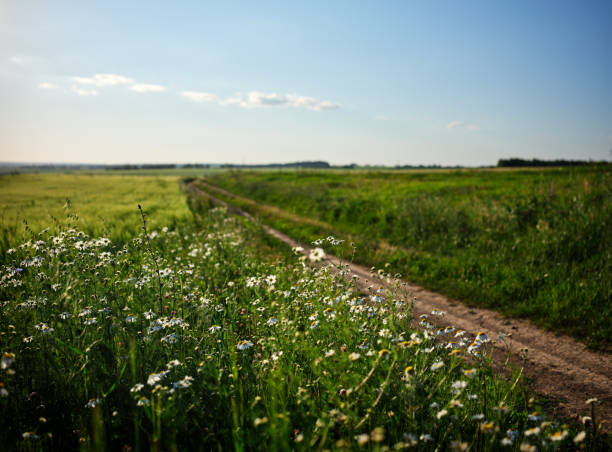 istock Evening field road with daisies and a pleasant mood 1407507691