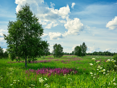 Fireweed wildflowers in the foreground of a pine forest on a sunny day. Banner