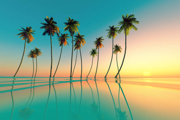 tropical sunset turquoise coconut palms at turquoise tropical sunset over calm sea fruit of coconut tree stock pictures, royalty-free photos & images